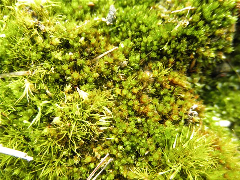 Bryum microerythrocarpum (door Rienk-Jan Bijlsma)