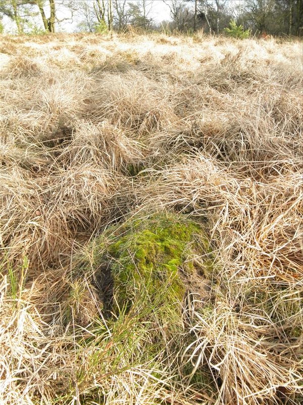 Bryum microerythrocarpum (door Rienk-Jan Bijlsma)