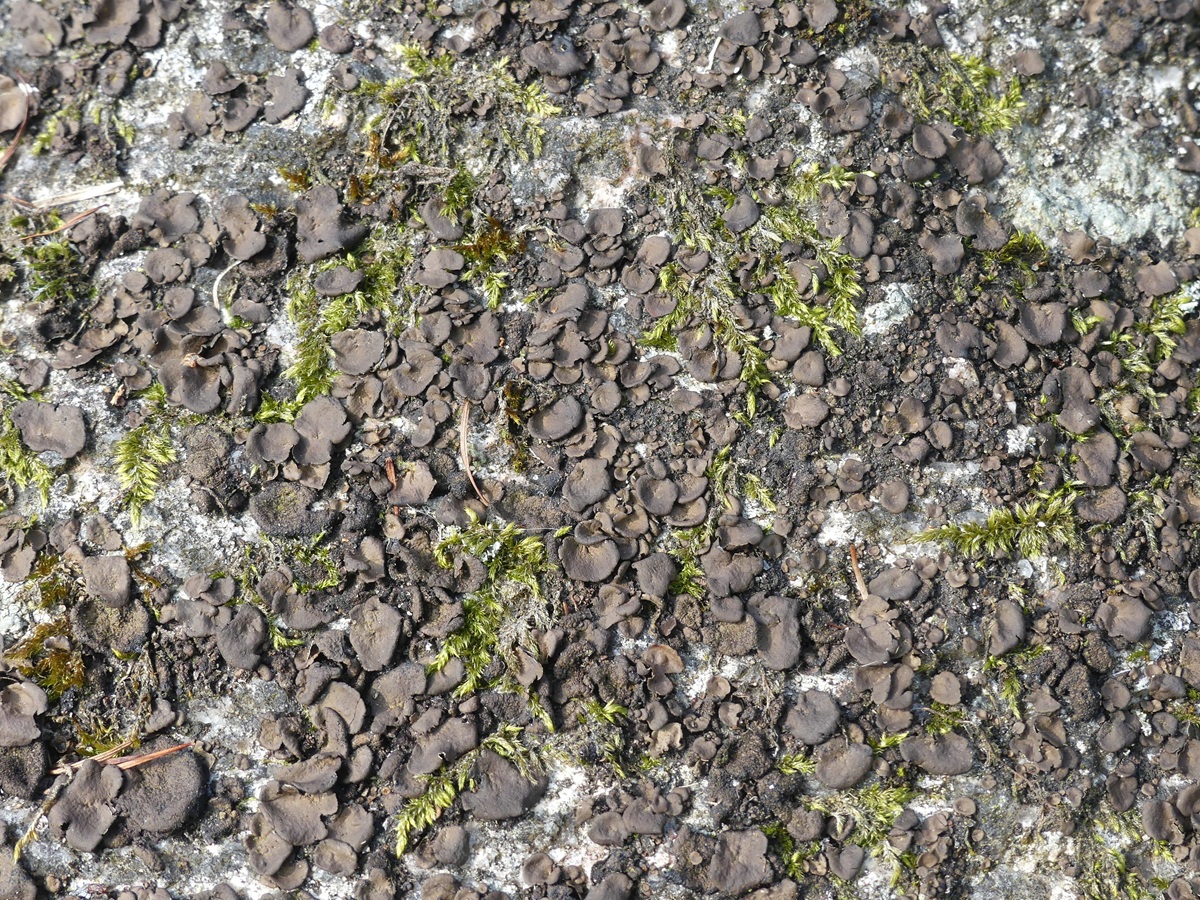 Umbilicaria deusta (door Guido Berger)