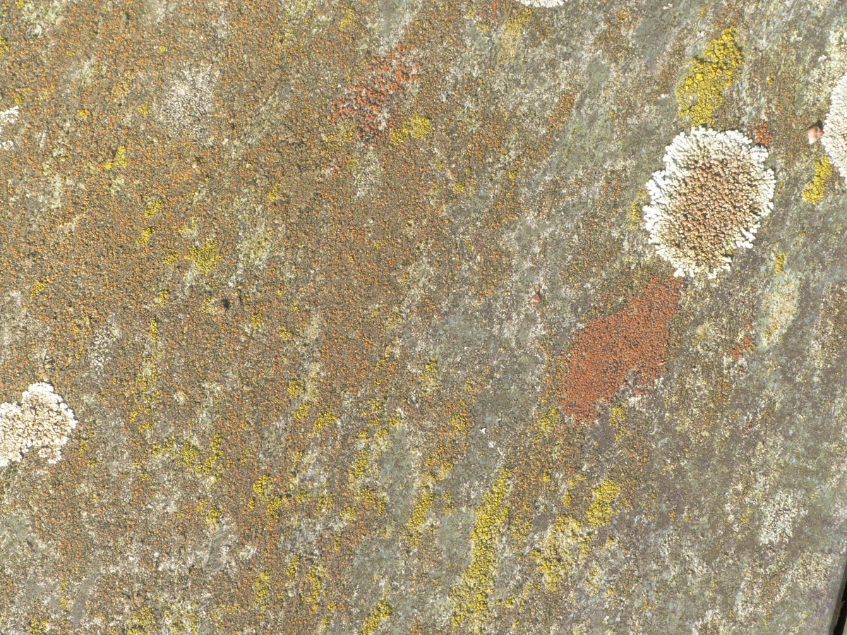 Rufoplaca subpallida (door Guido Berger)