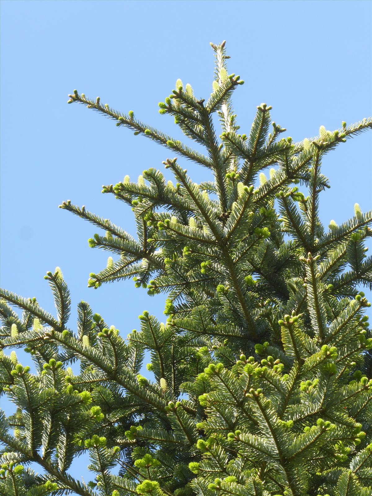 Abies alba (door Arie van den Bremer)