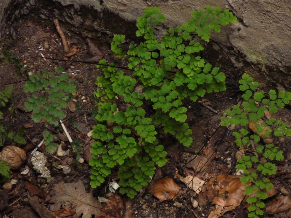 Adiantum raddianum (door Sipke Gonggrijp)