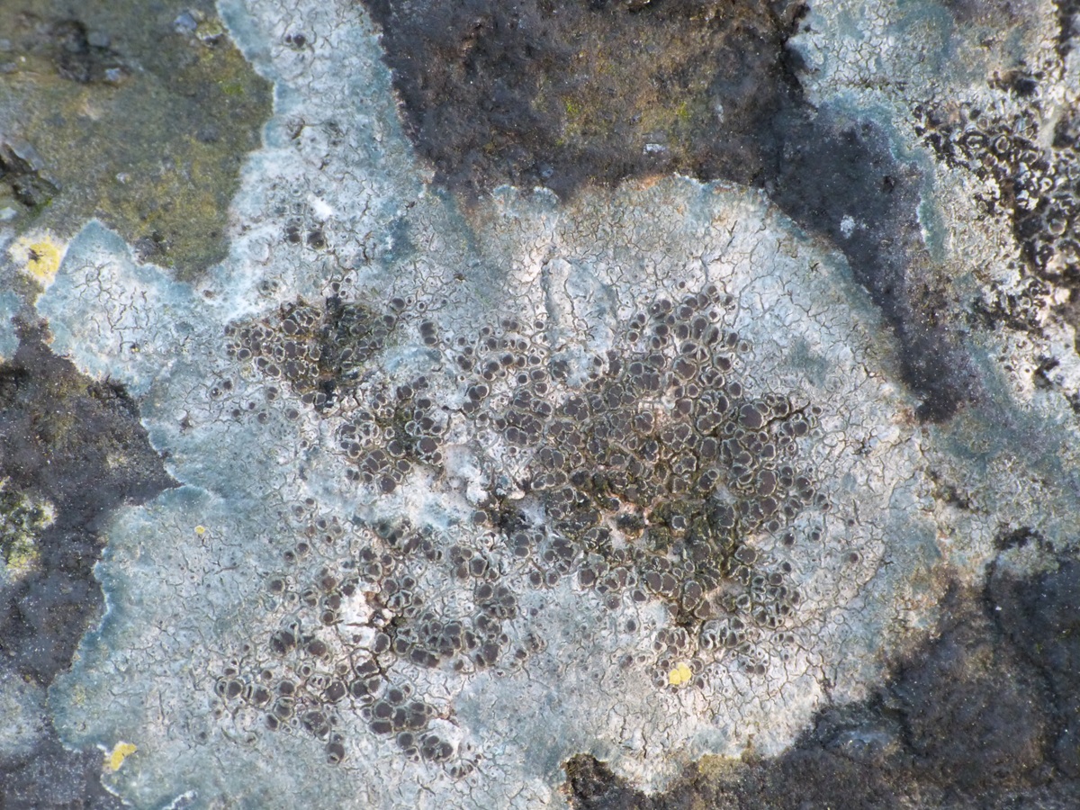 Lecanora helicopis (door Guido Berger)