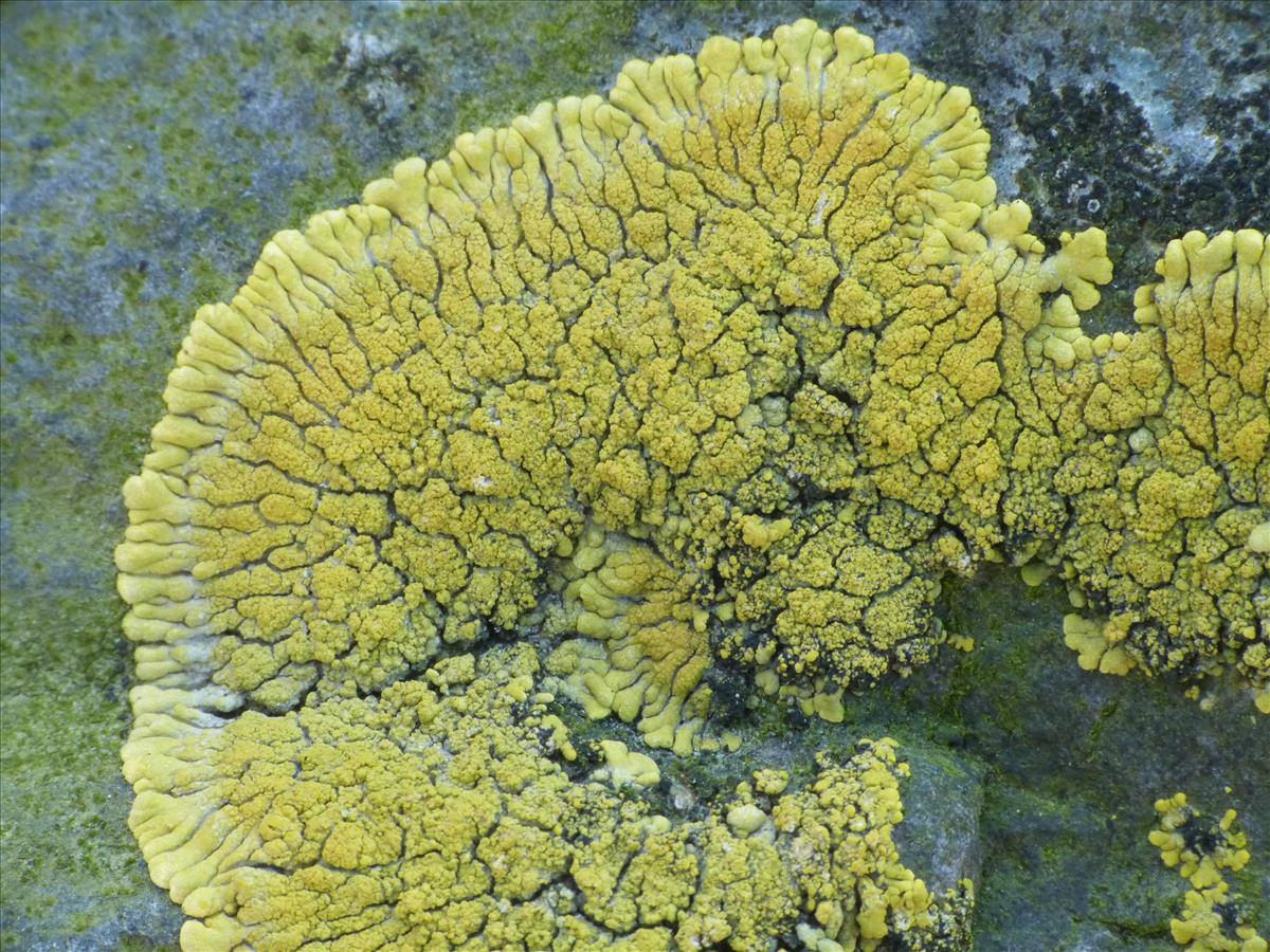 Polycauliona verruculifera (door Guido Berger)