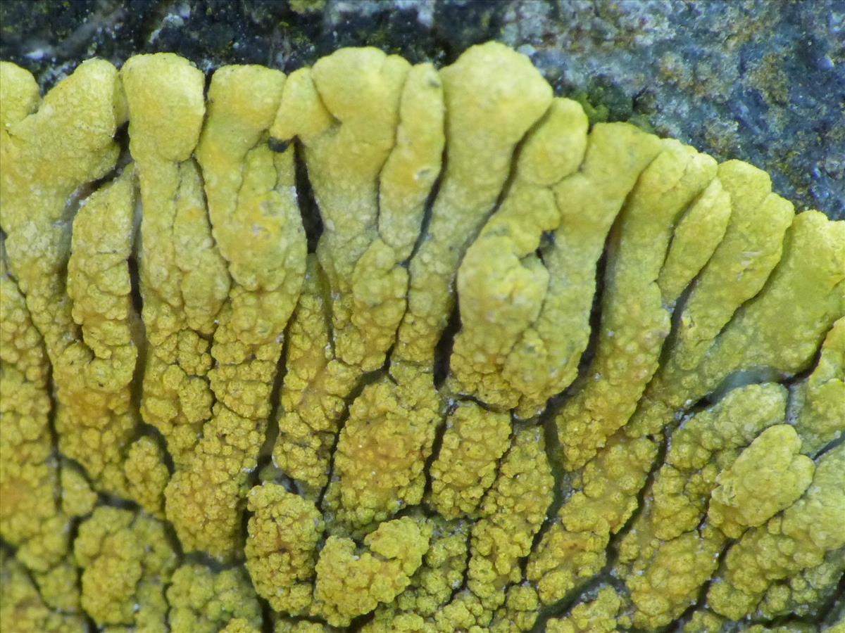 Polycauliona verruculifera (door Guido Berger)