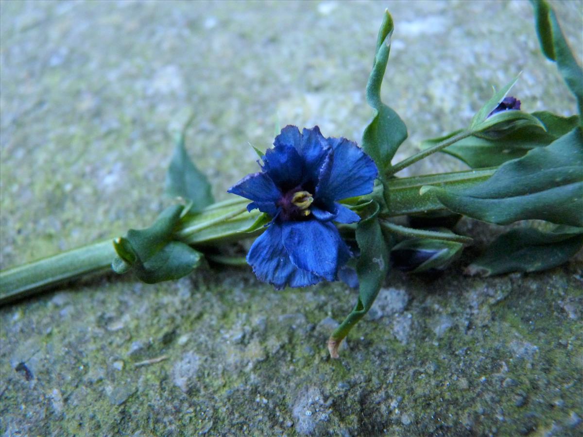 Anagallis monelli (door Sipke Gonggrijp)