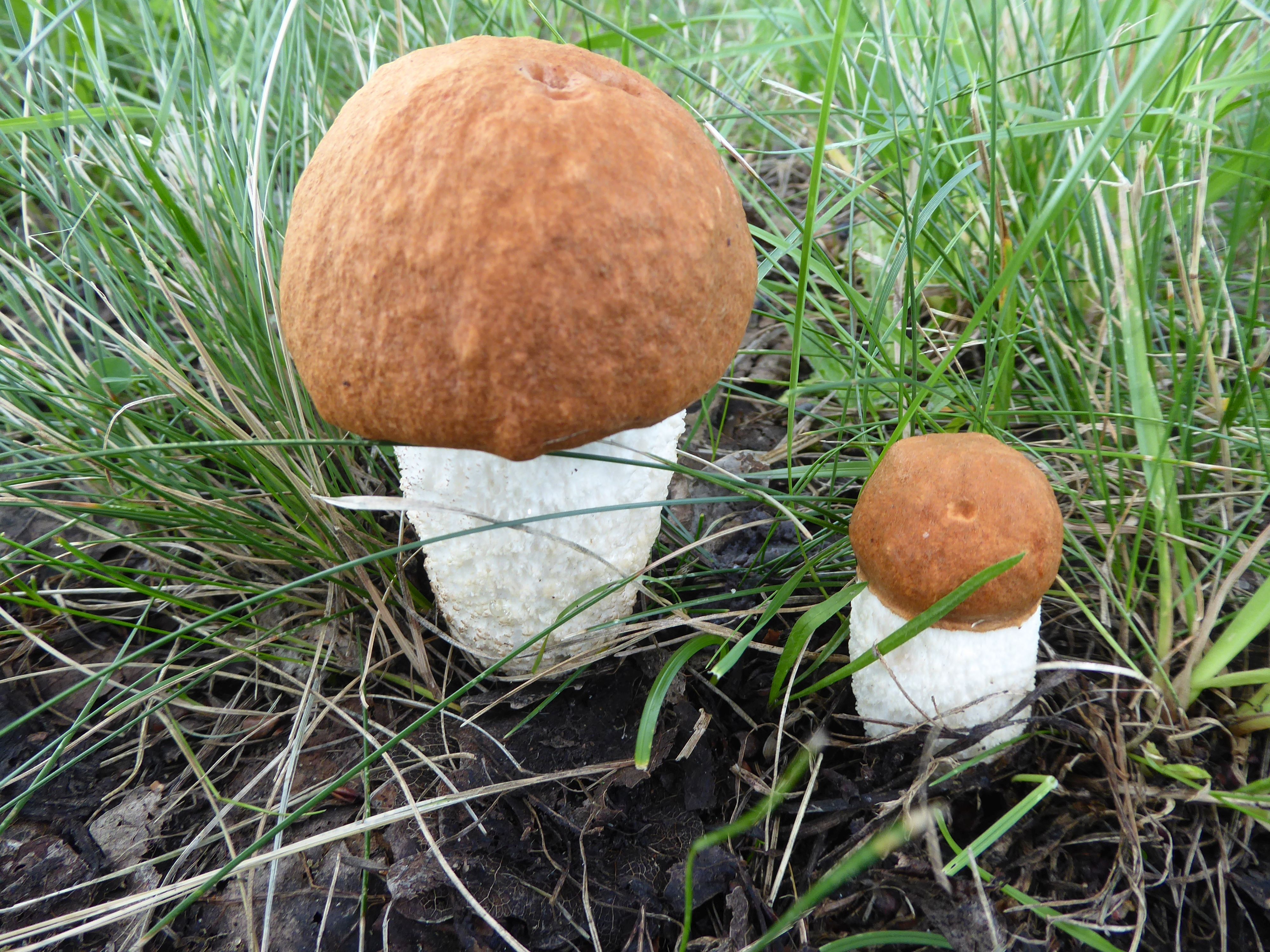Leccinum albostipitatum (door Tjerk Nawijn)