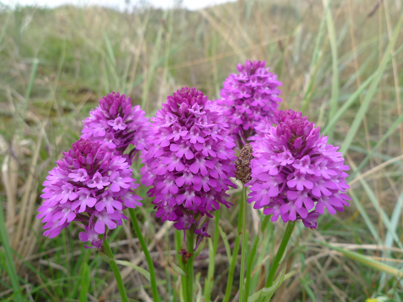 Anacamptis pyramidalis (door Sipke Gonggrijp)