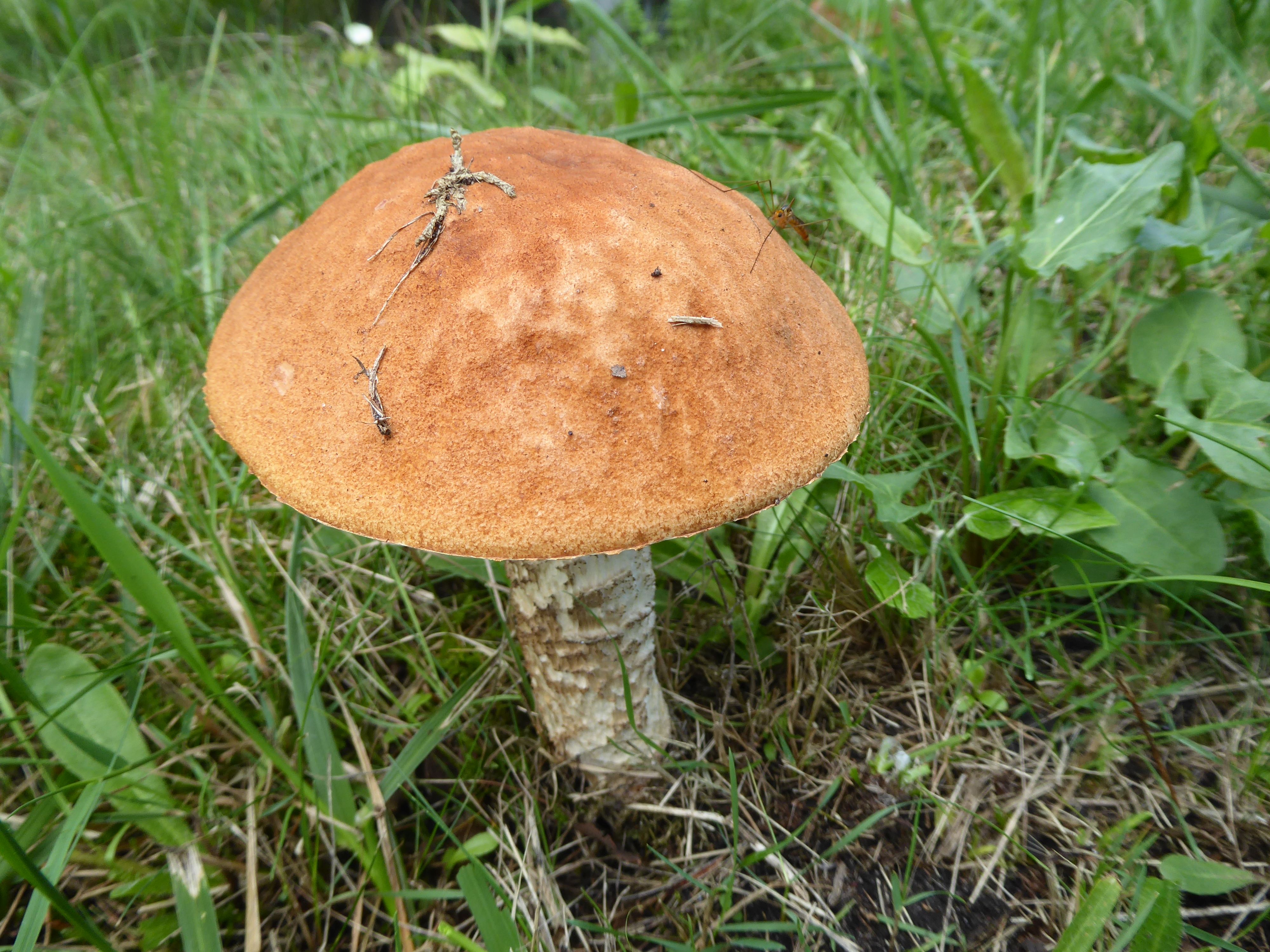 Leccinum albostipitatum (door Tjerk Nawijn)