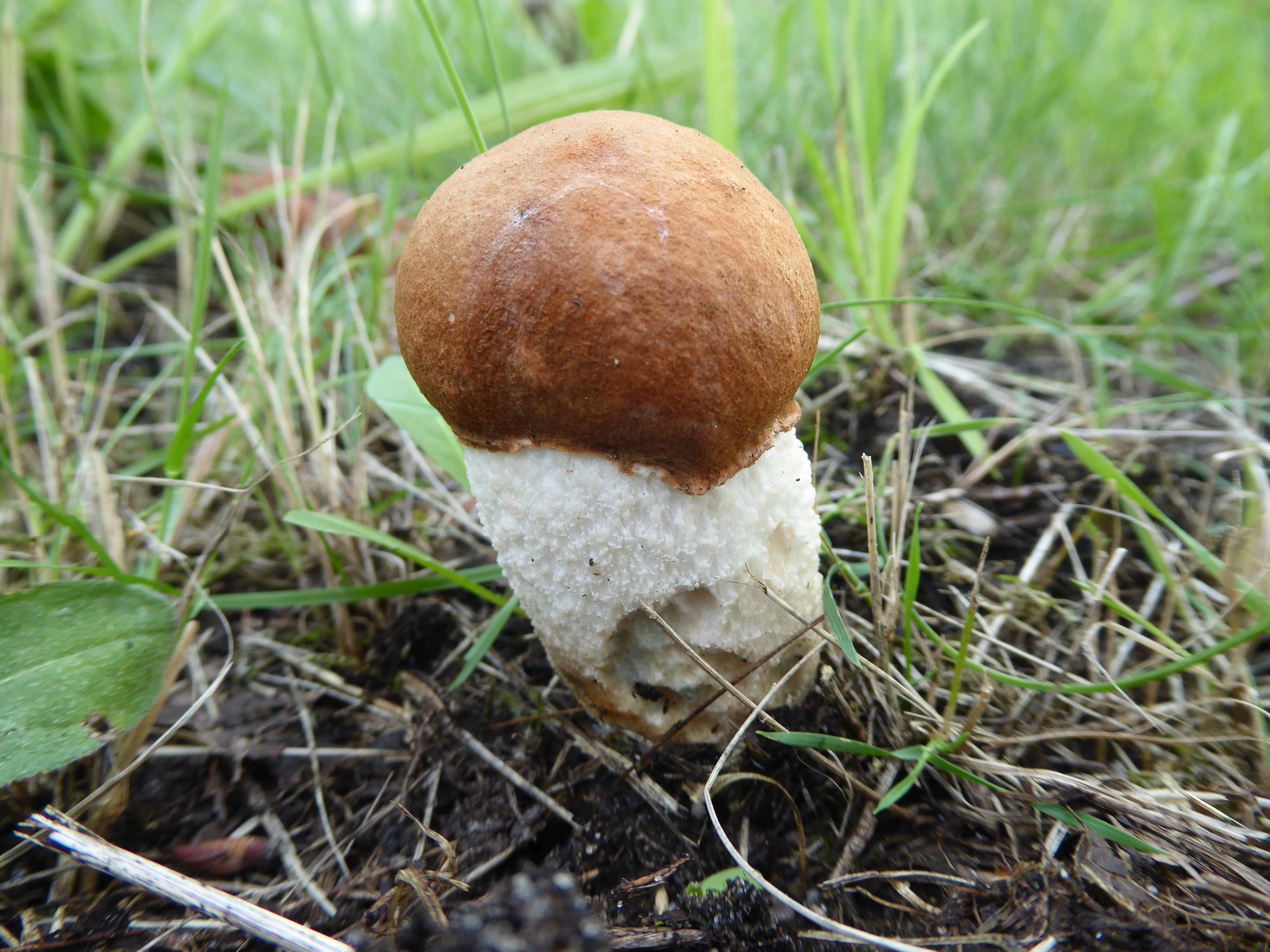 Leccinum albostipitatum (door Tjerk Nawijn)