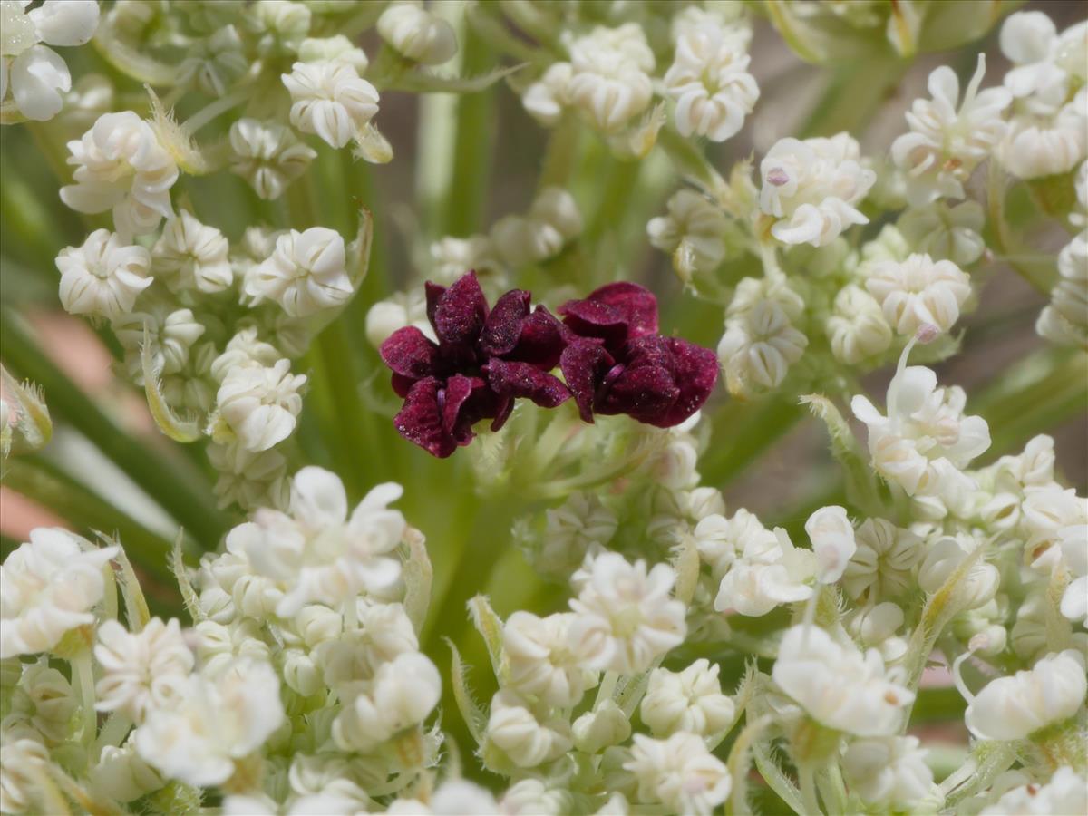 Daucus carota (door Fred Severin)