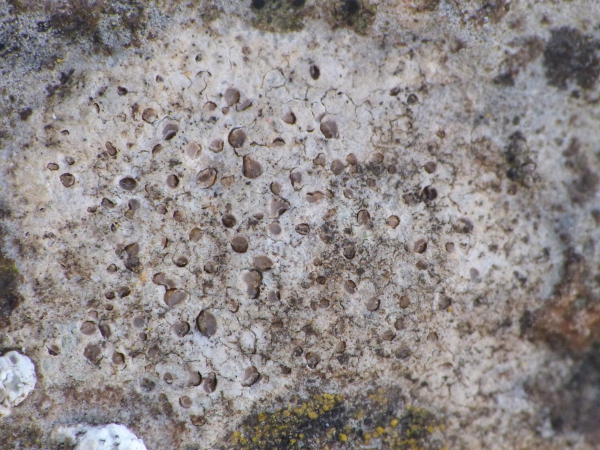Hymenelia prevostii (door Guido Berger)