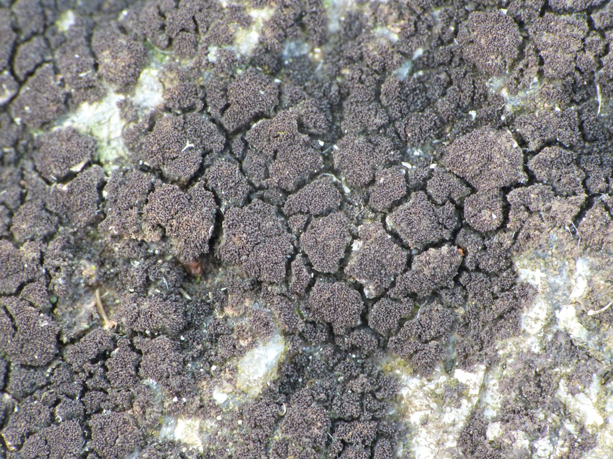Scytinium teretiusculum (door Guido Berger)
