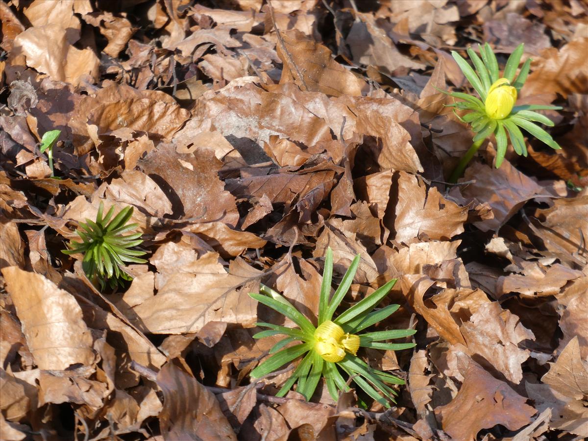 Eranthis cilicica (door Claud Biemans)