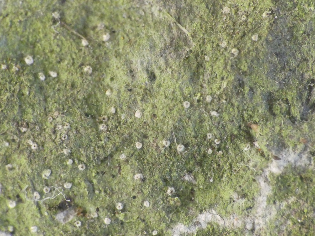Aquacidia antricola (door Guido Berger)