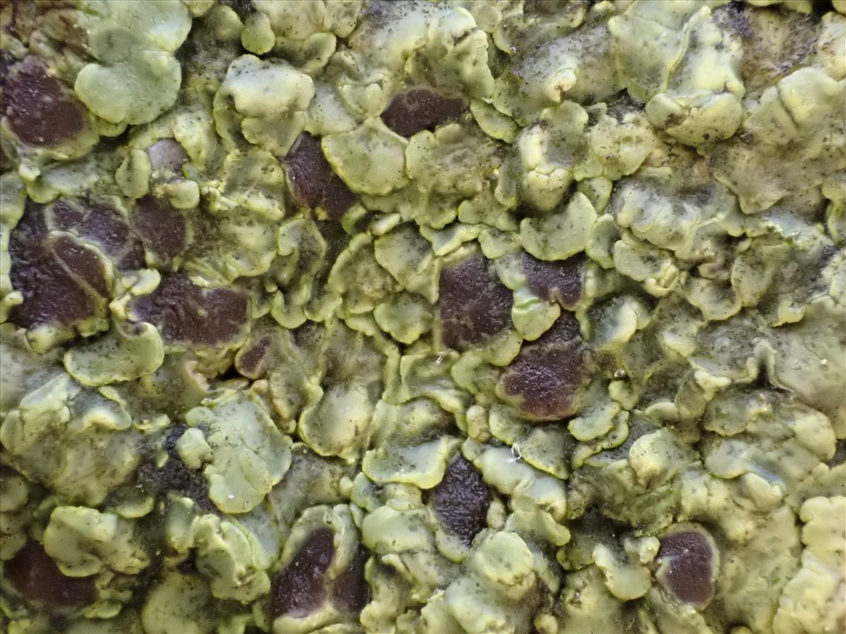 Acarospora chrysops (door Sander van Zon)