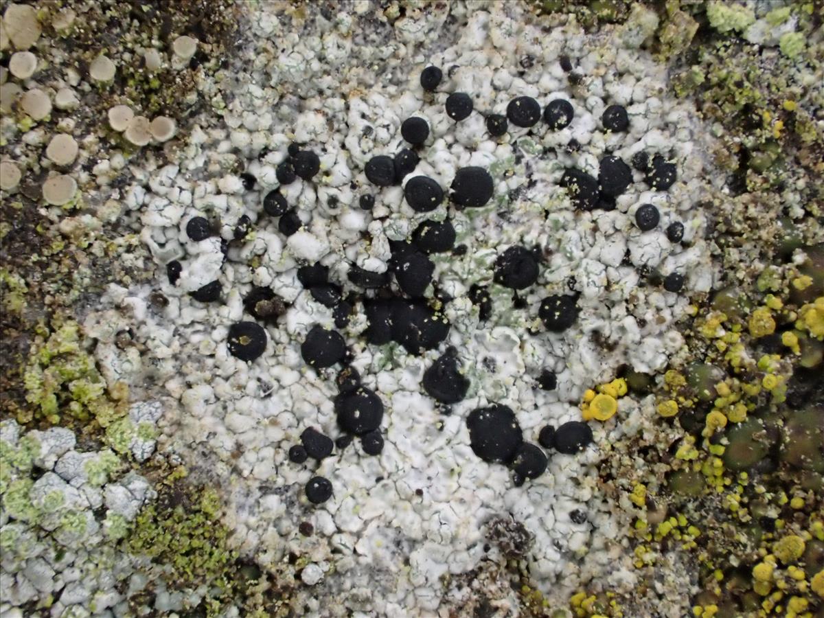 Fuscidea mollis (door Sander van Zon)