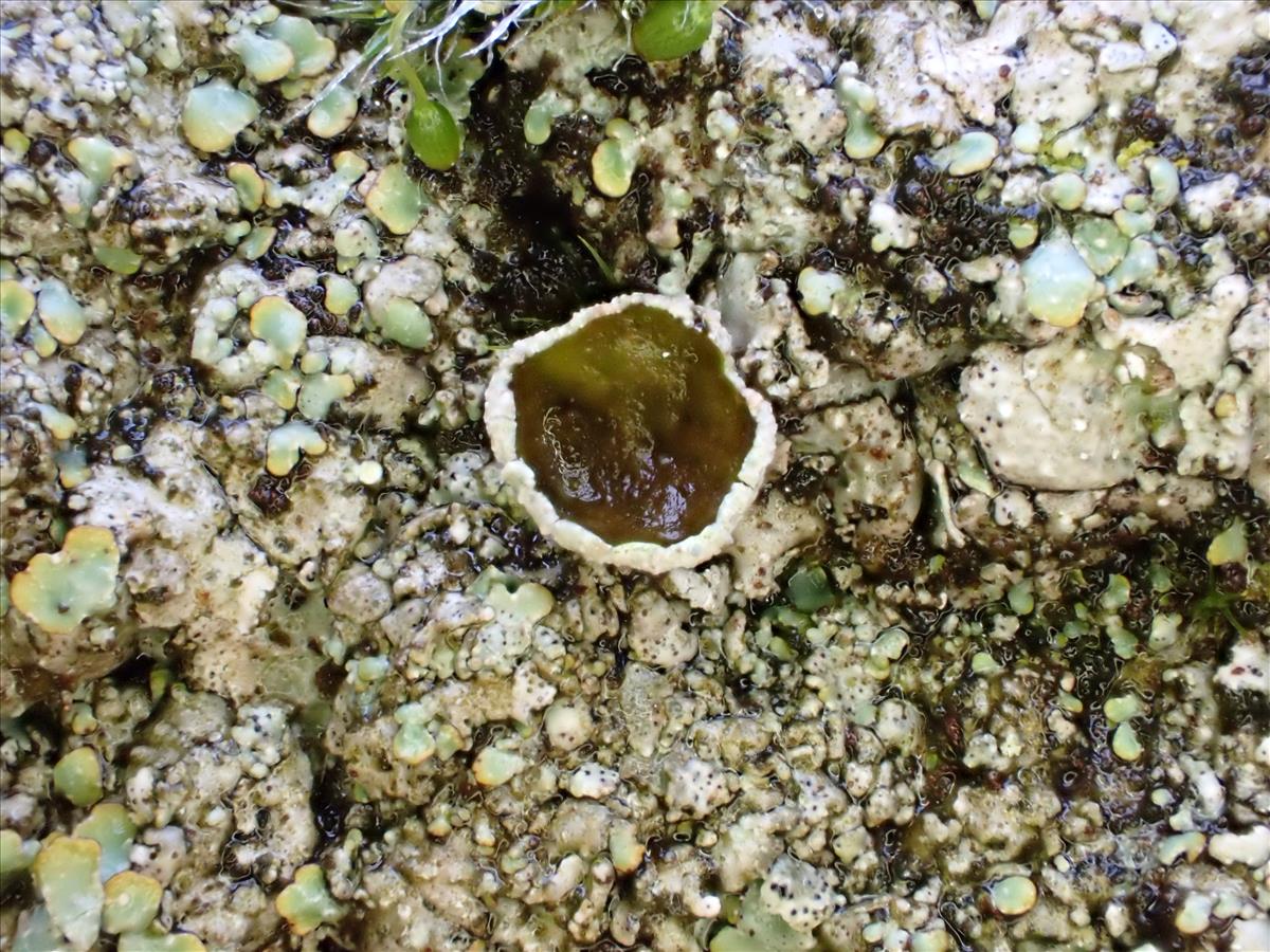 Punctelia stictica (door Sander van Zon)