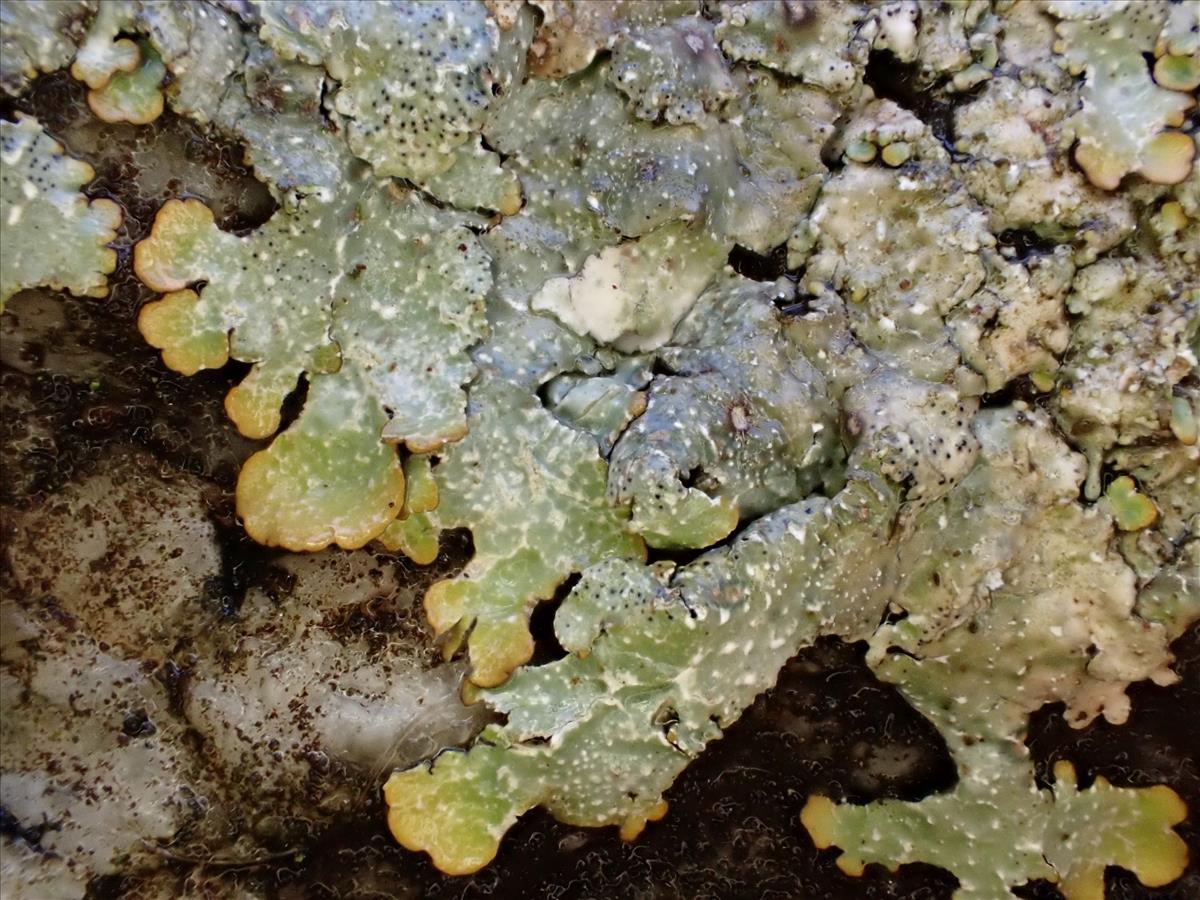 Punctelia stictica (door Sander van Zon)