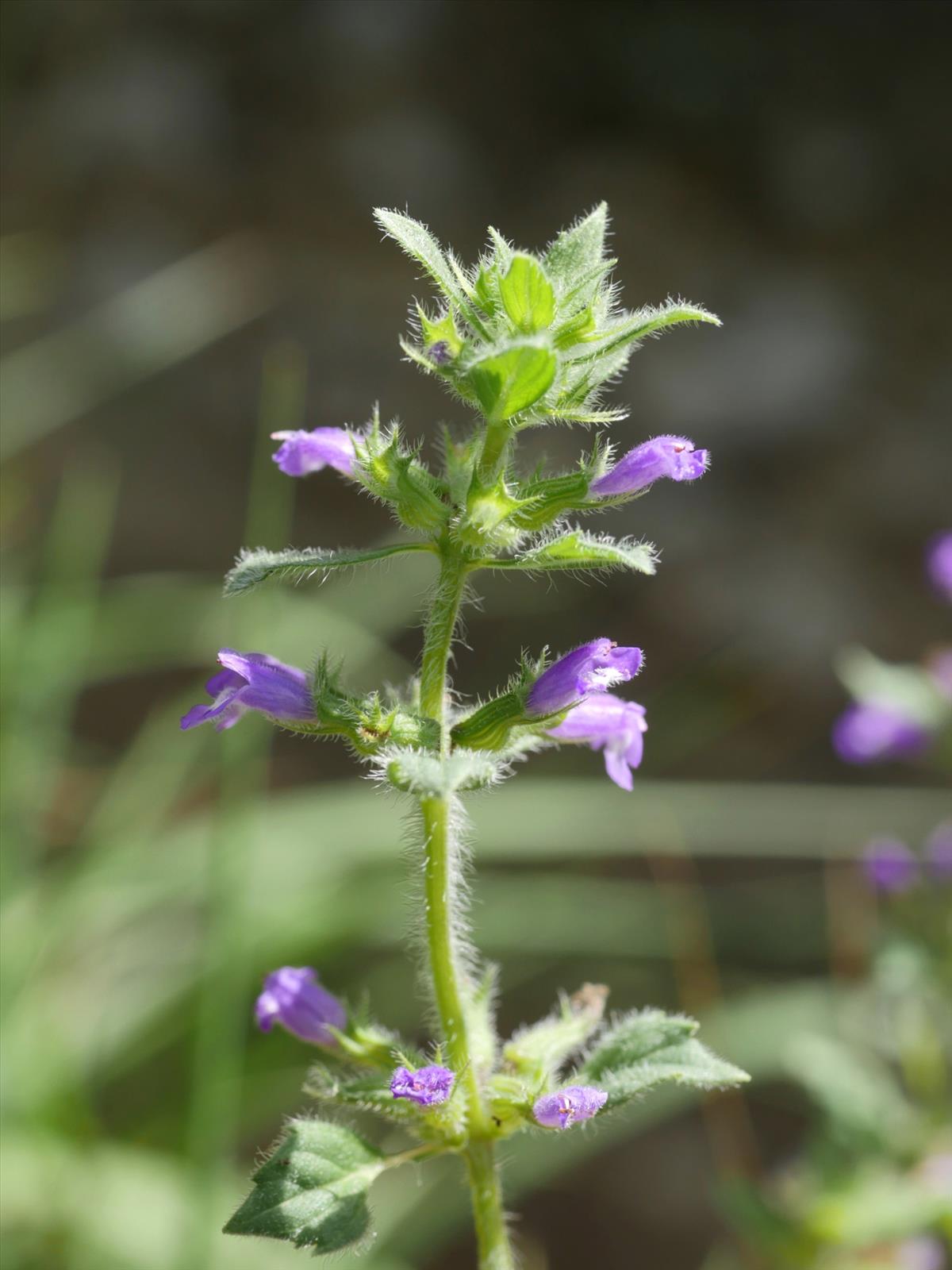 Clinopodium acinos (door Fred Severin)