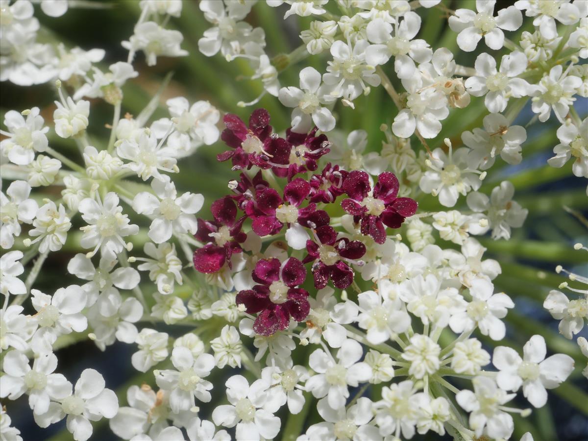 Daucus carota (door Fred Severin)