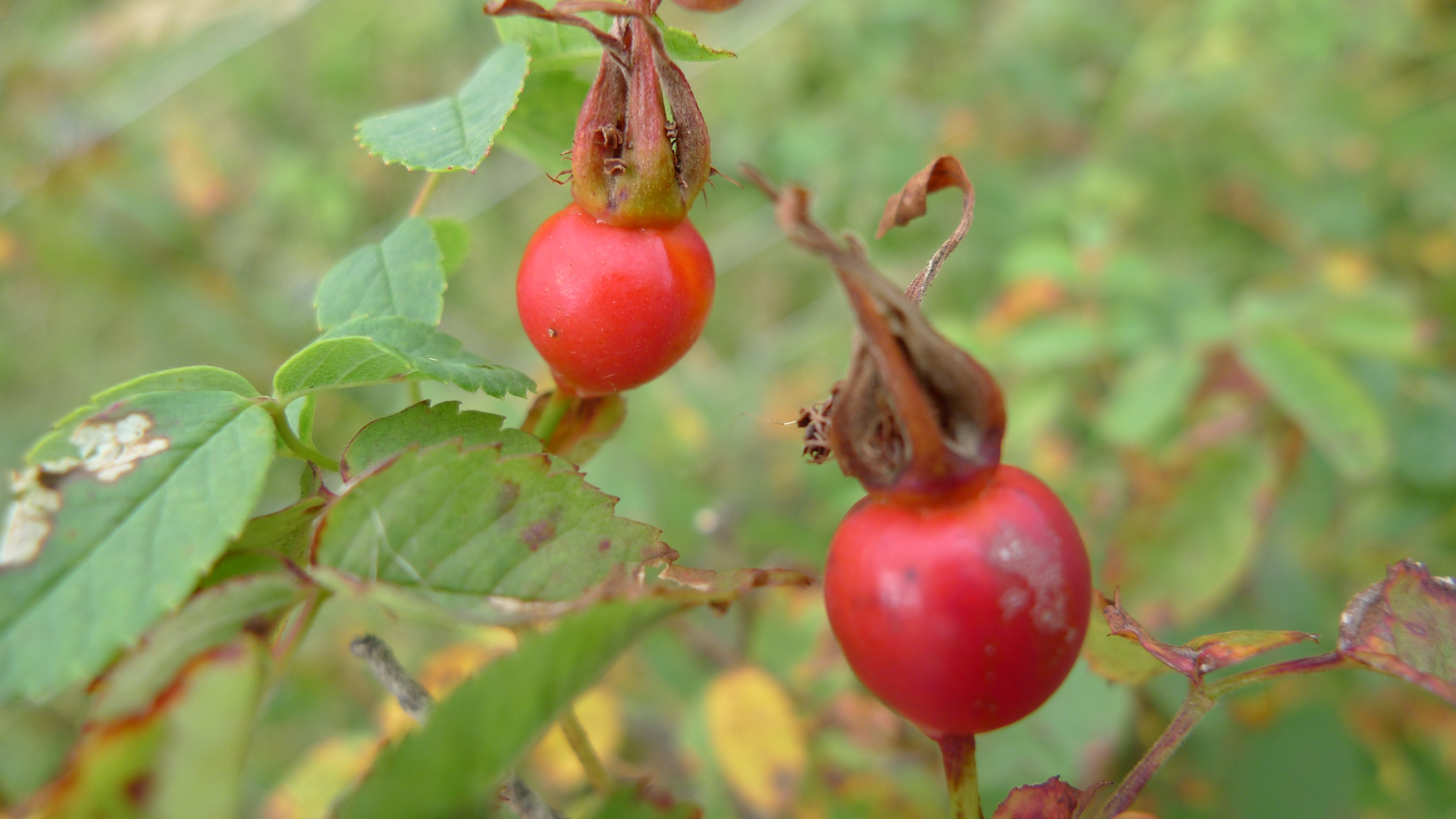 Rosa majalis (door Sipke Gonggrijp)