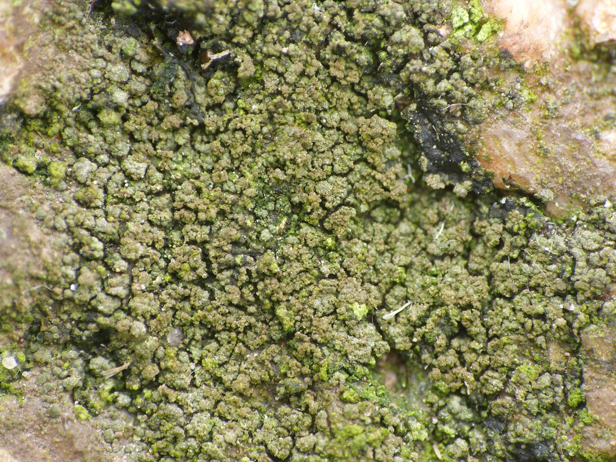 Fuscidea praeruptorum (door Guido Berger)