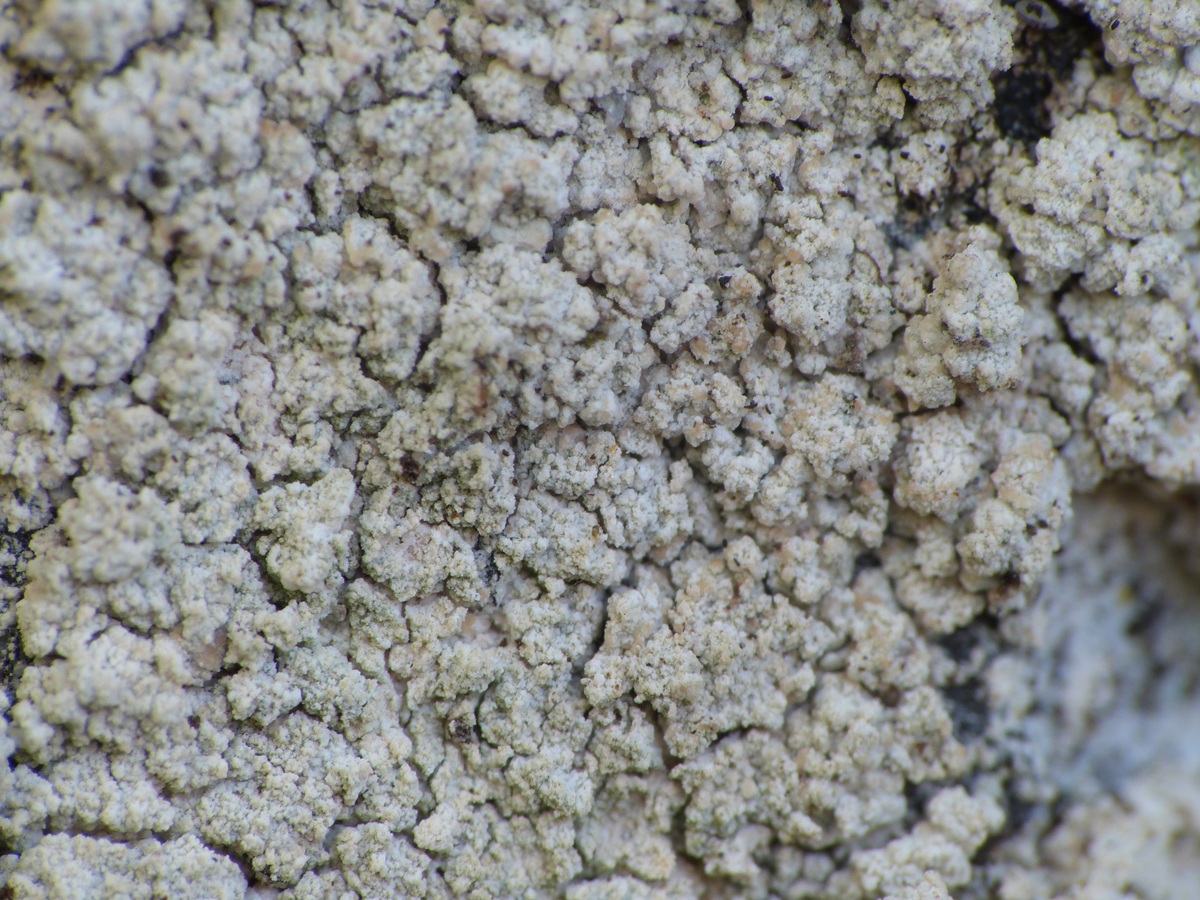 Psilolechia leprosa (door Guido Berger)