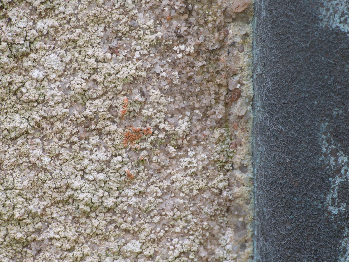 Psilolechia leprosa (door Guido Berger)