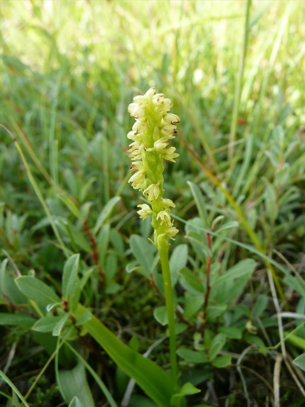 Herminium monorchis (door Annie Vos)