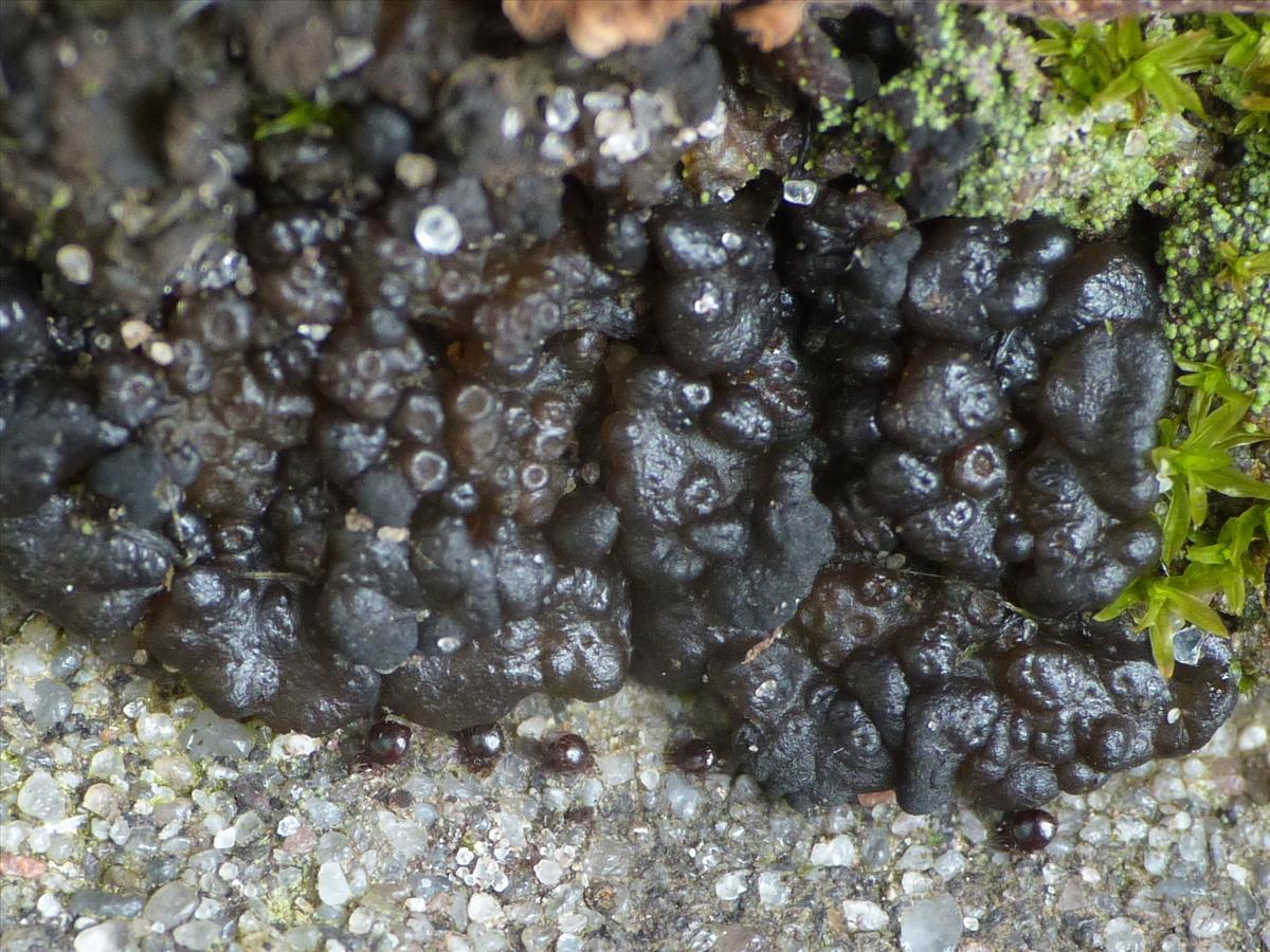 Lempholemma chalazanum (door Guido Berger)