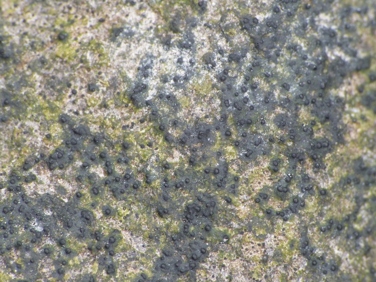Verrucaria halizoa (door Guido Berger)