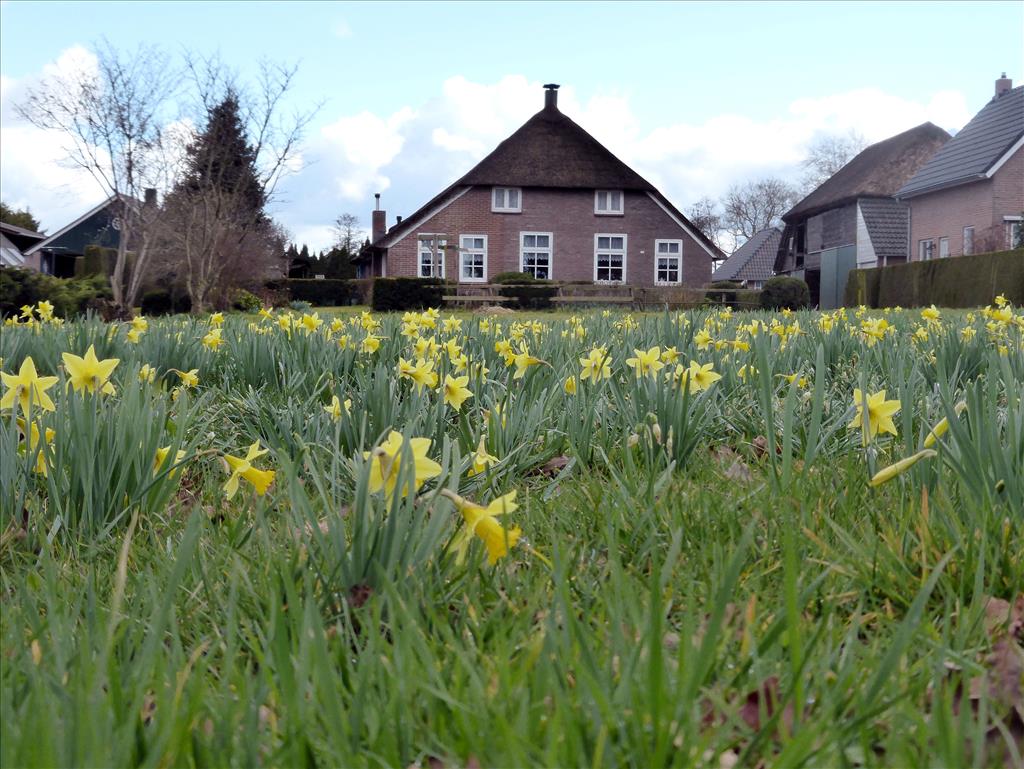 Narcissus pseudonarcissus subsp. pseudonarcissus (door Michiel Poolman)