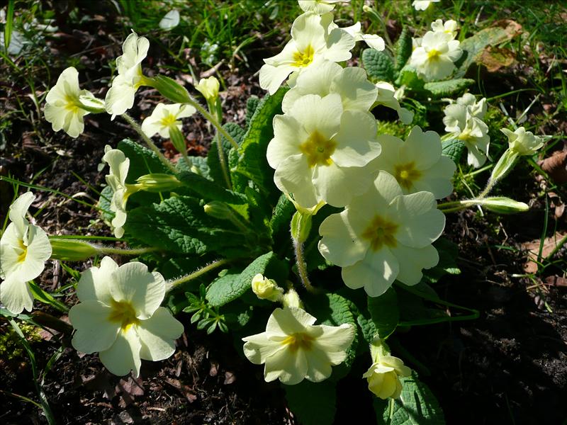 Primula vulgaris (door Annie Vos)