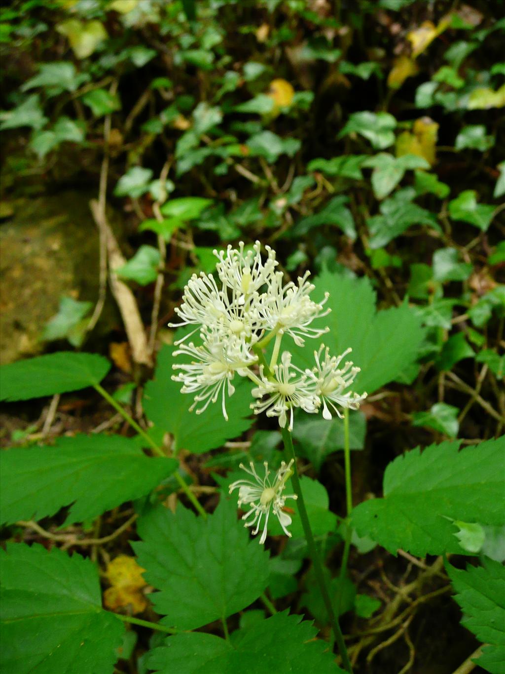 Actaea spicata (door Annie Vos)