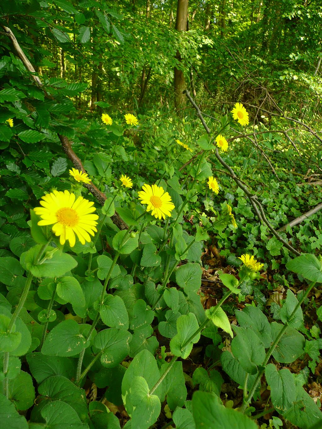 Doronicum pardalianches (door Annie Vos)