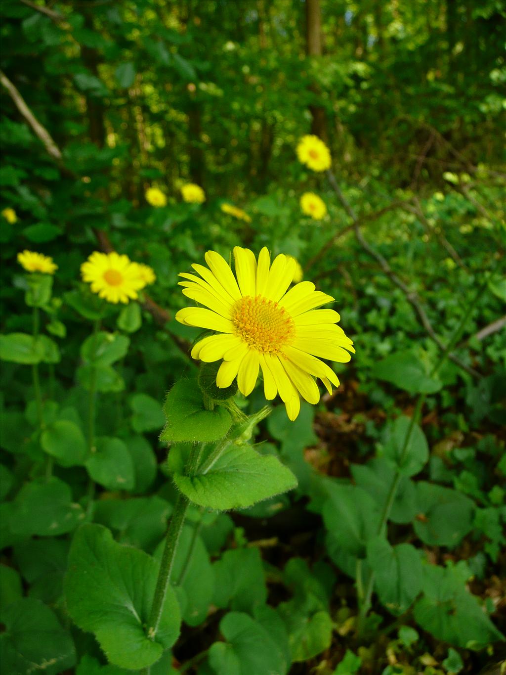 Doronicum pardalianches (door Annie Vos)