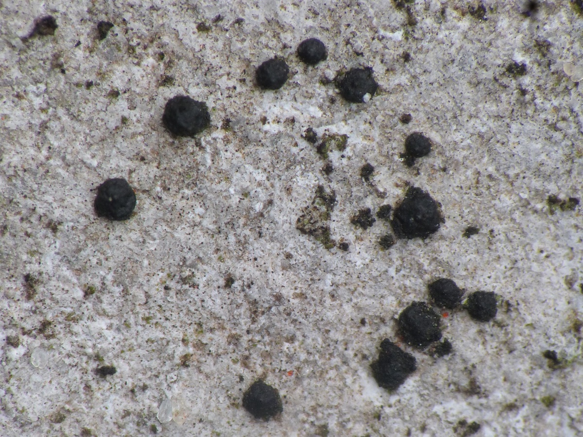 Sarcopyrenia gibba (door Guido Berger)