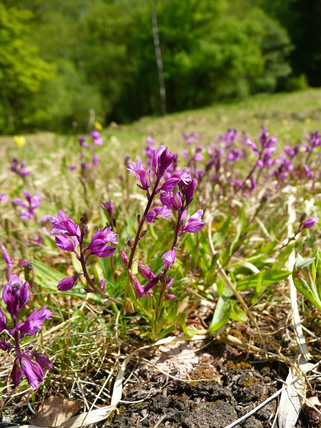 Polygala vulgaris (door Annie Vos)