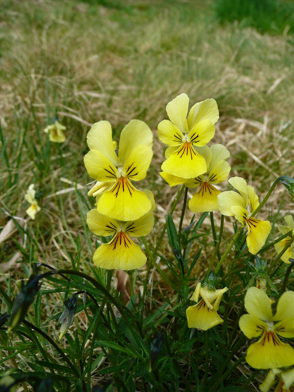 Viola lutea subsp. calaminaria (door Annie Vos)