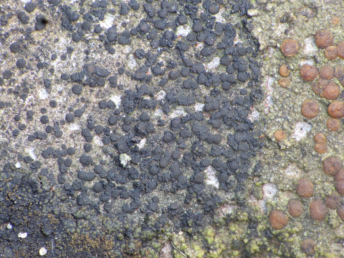 Catillaria lenticularis (door Guido Berger)