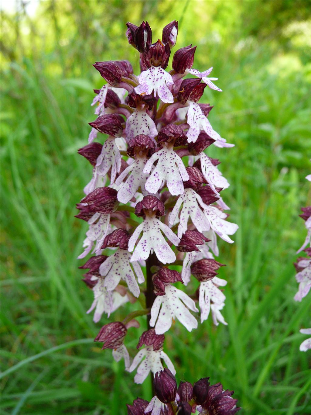 Orchis purpurea (door Annie Vos)