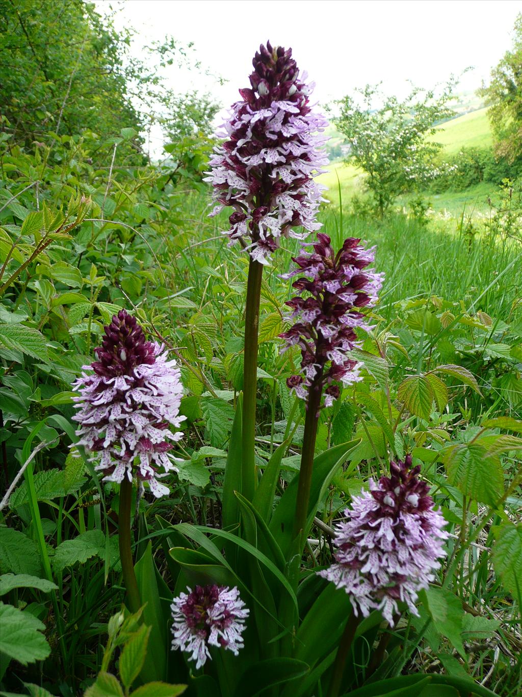 Orchis purpurea (door Annie Vos)