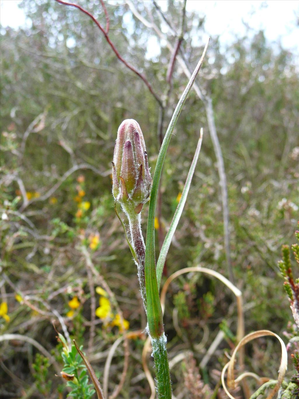 Scorzonera humilis (door Annie Vos)