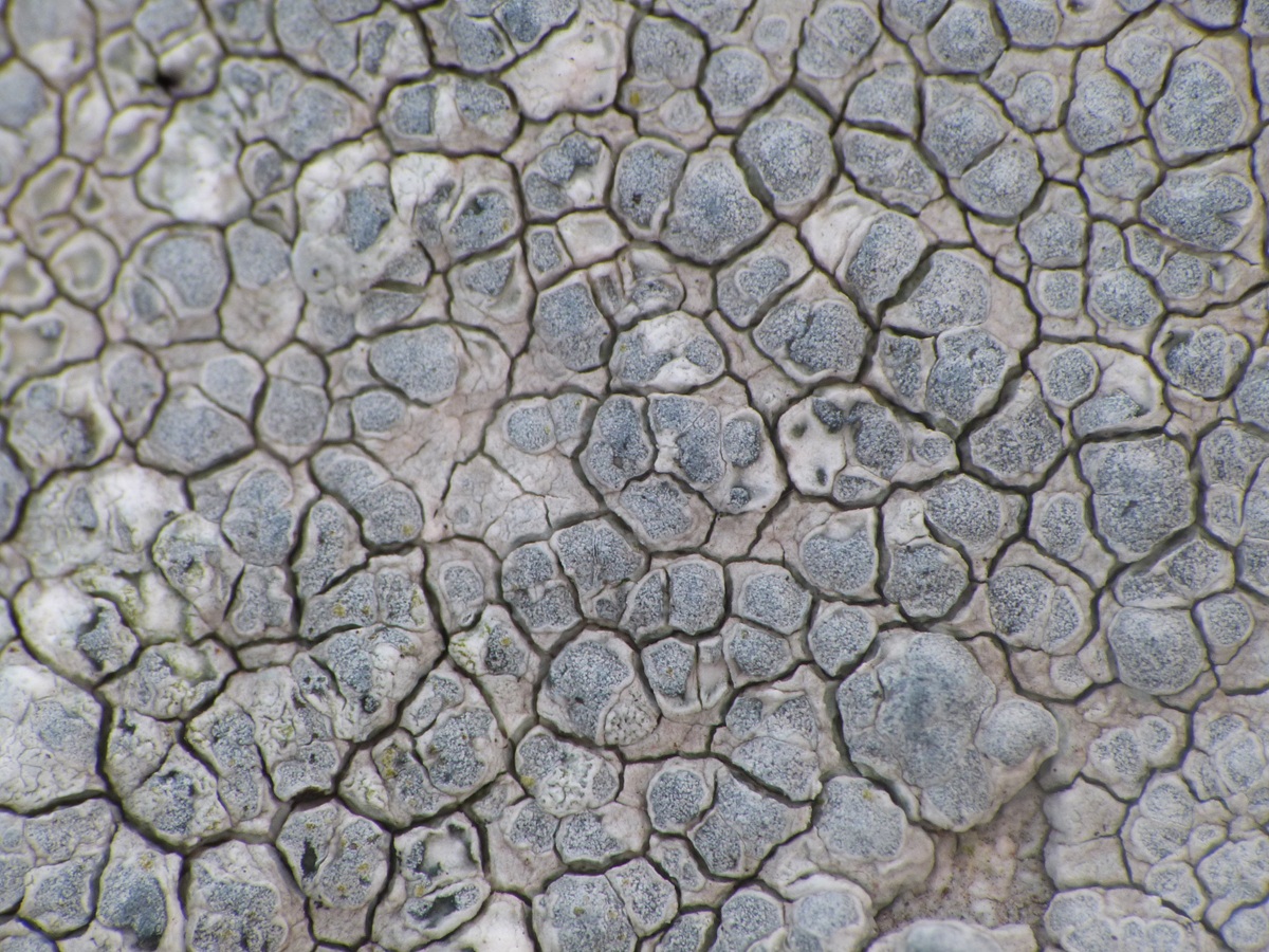 Glaucomaria rupicola (door Guido Berger)