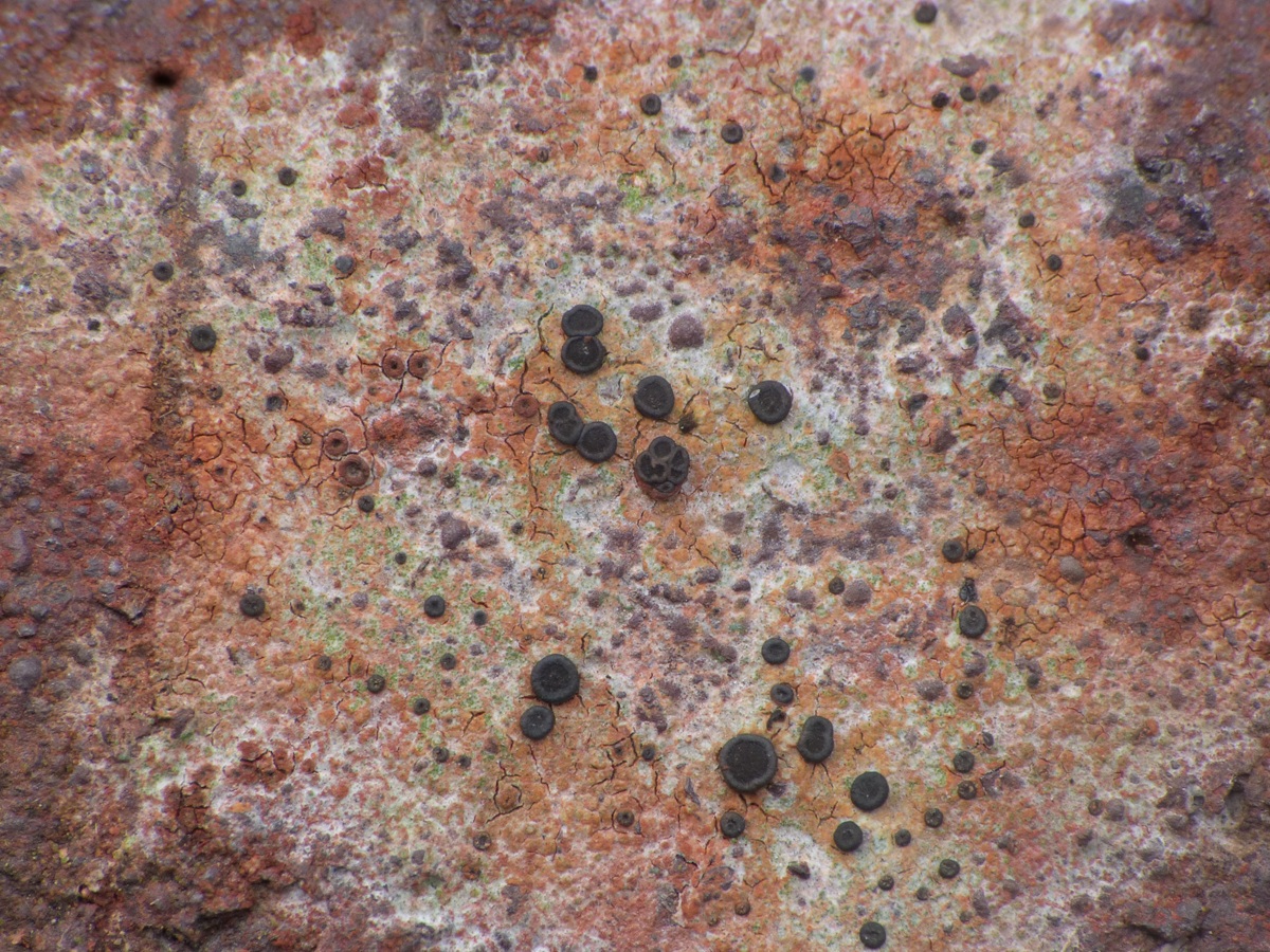 Porpidia crustulata (door Guido Berger)