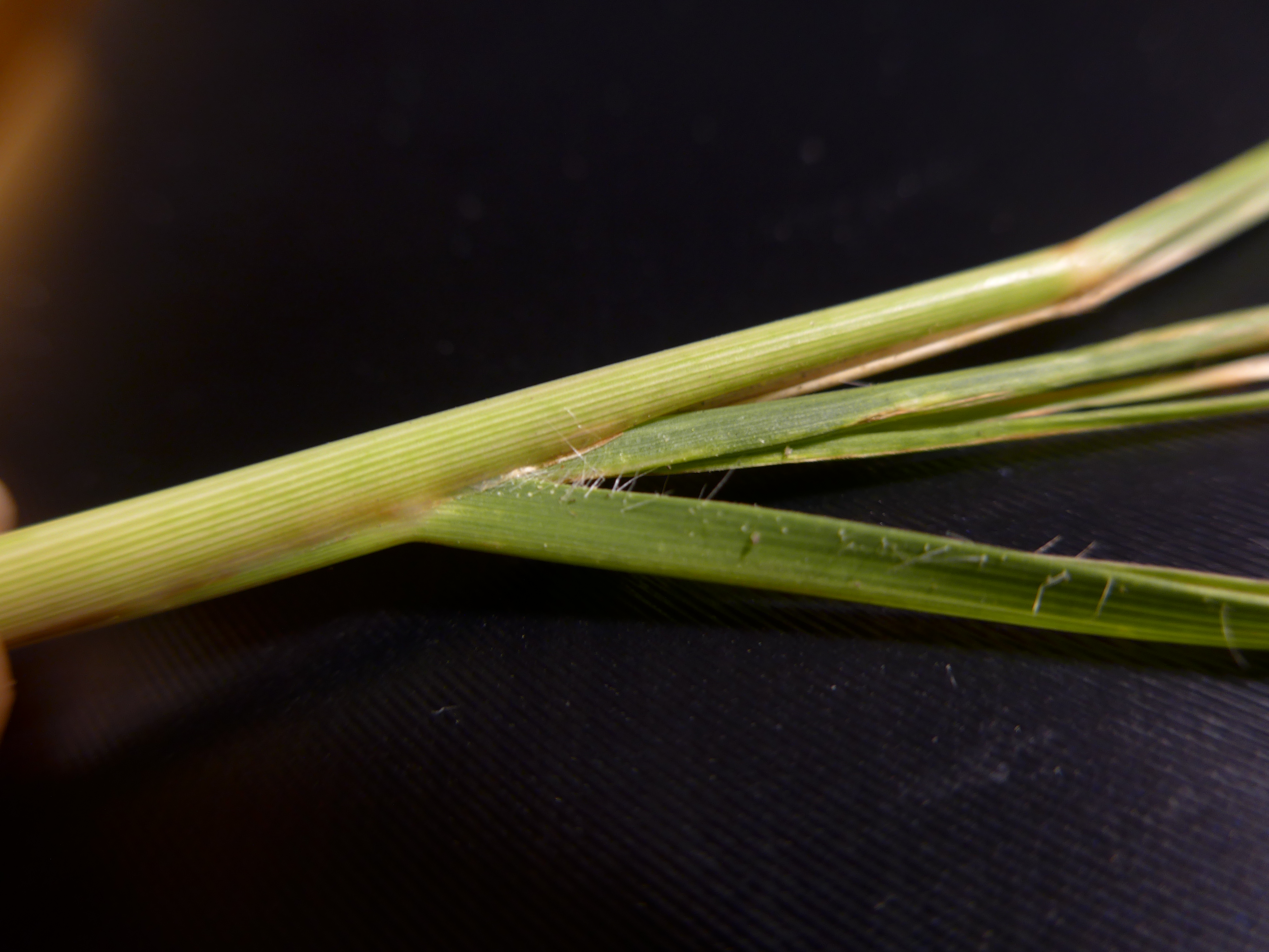 Cenchrus purpurascens (door Peter Wetzels)