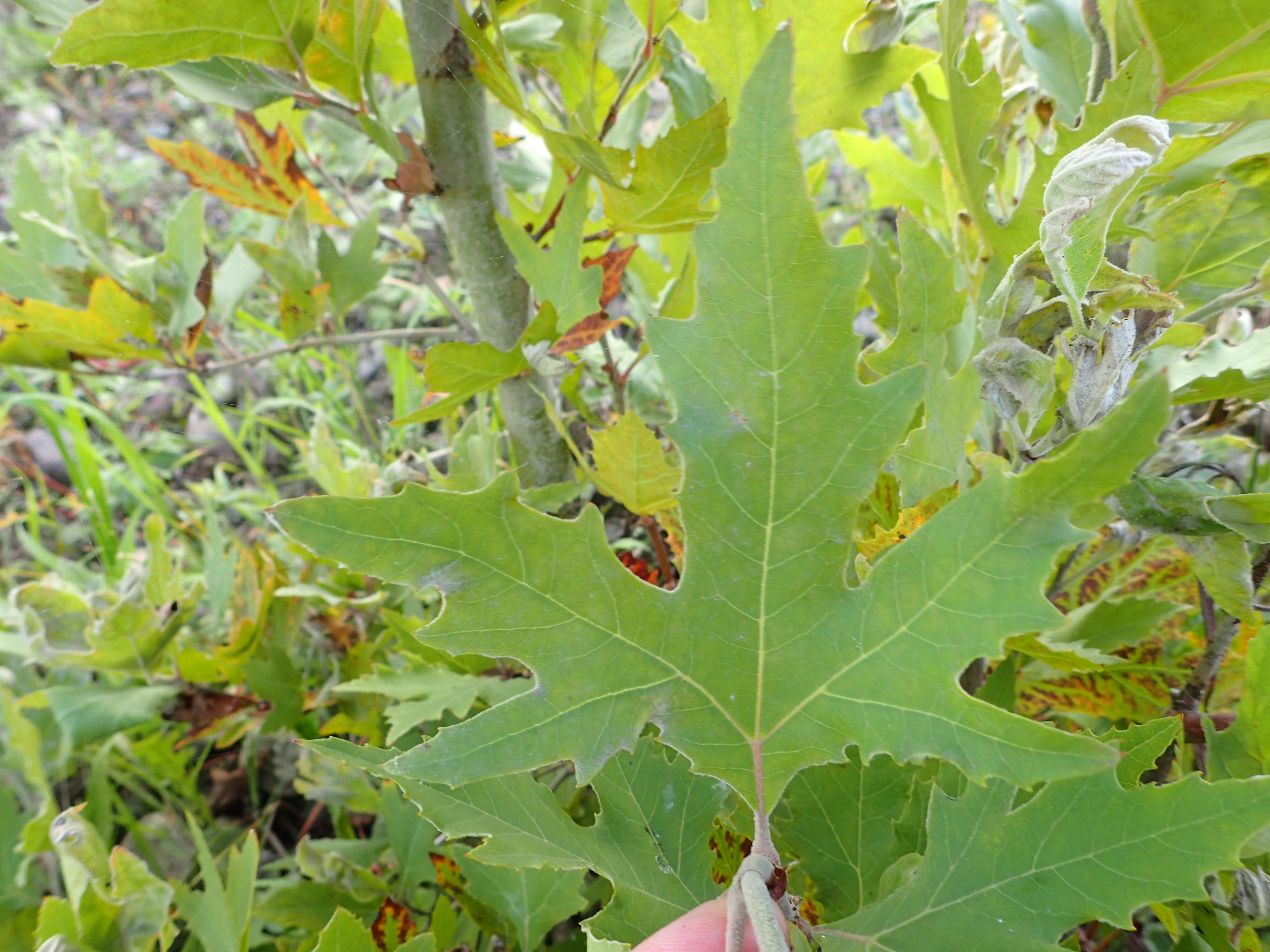 Platanus orientalis (door Sipke Gonggrijp)