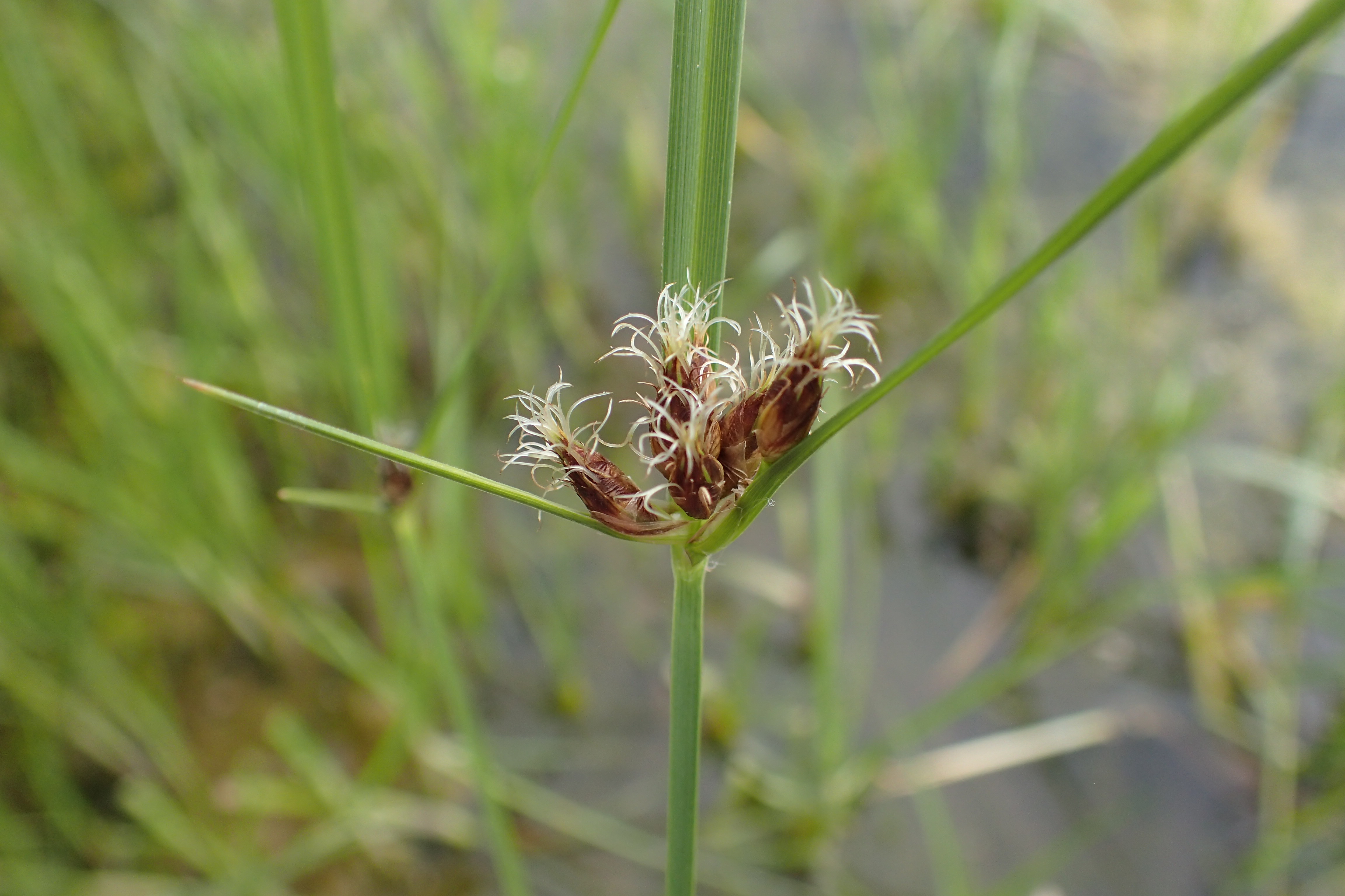 Bolboschoenus planiculmis (door Sipke Gonggrijp)