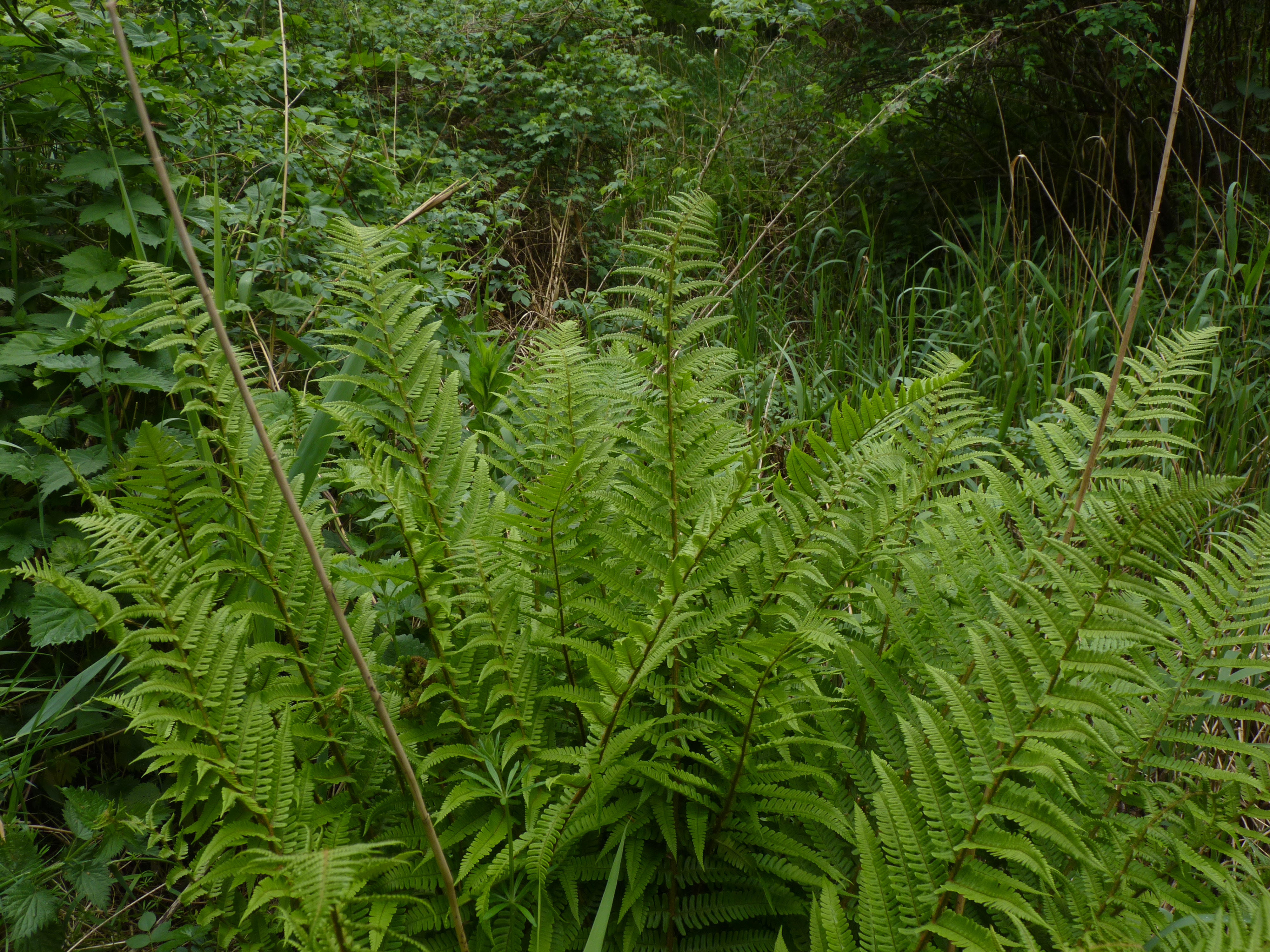 Dryopteris affinis subsp. borreri (door Sipke Gonggrijp)